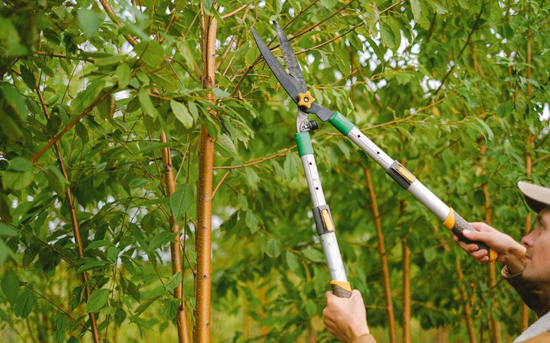 Tree trimming in Tribes Hill, NY